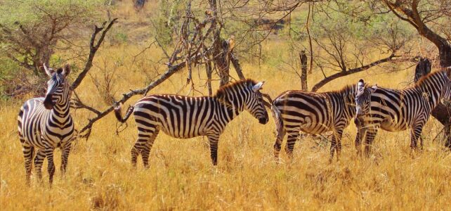 Le coût d’un safari en Tanzanie : tout ce que vous devez savoir