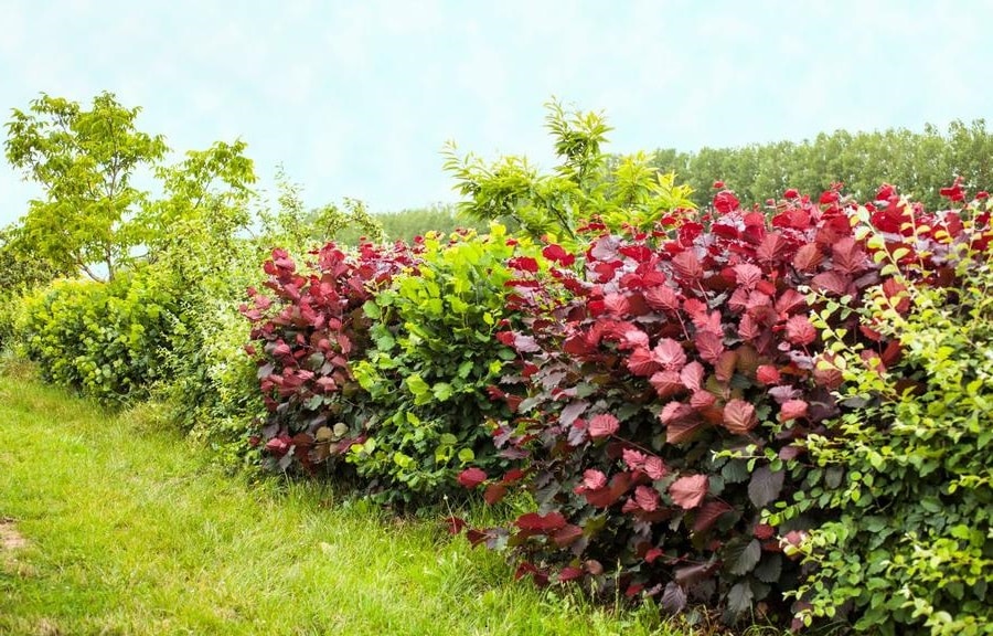 3 plantes parfaites pour créer une haie colorée